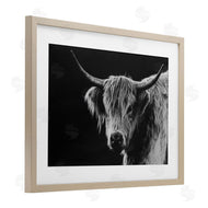 Crystal Lynn Collins | Scottish Highland Cattle