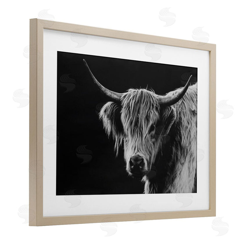 Crystal Lynn Collins | Scottish Highland Cattle