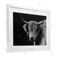 Crystal Lynn Collins | Scottish Highland Cattle
