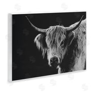 Crystal Lynn Collins | Scottish Highland Cattle