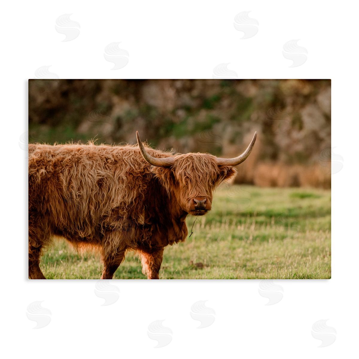 Crystal Lynn Collins Scottish Highland Grazing Canvas Wall Art Print