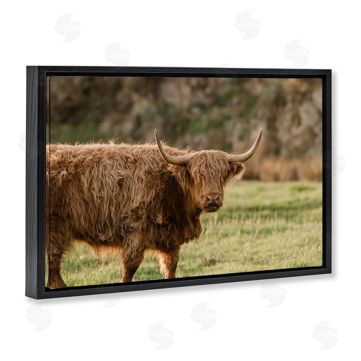 Crystal Lynn Collins Scottish Highland Grazing Canvas Wall Art Print