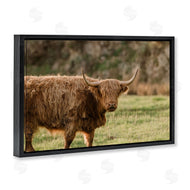 Crystal Lynn Collins | Scottish Highland Grazing