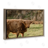 Crystal Lynn Collins | Scottish Highland Grazing