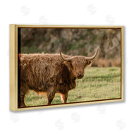 Crystal Lynn Collins | Scottish Highland Grazing