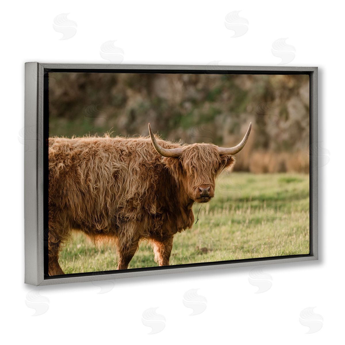 Crystal Lynn Collins Scottish Highland Grazing Canvas Wall Art Print
