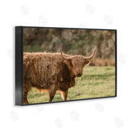 Crystal Lynn Collins | Scottish Highland Grazing