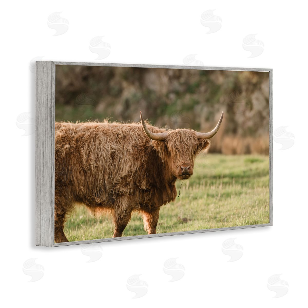 Crystal Lynn Collins Scottish Highland Grazing Canvas Wall Art Print