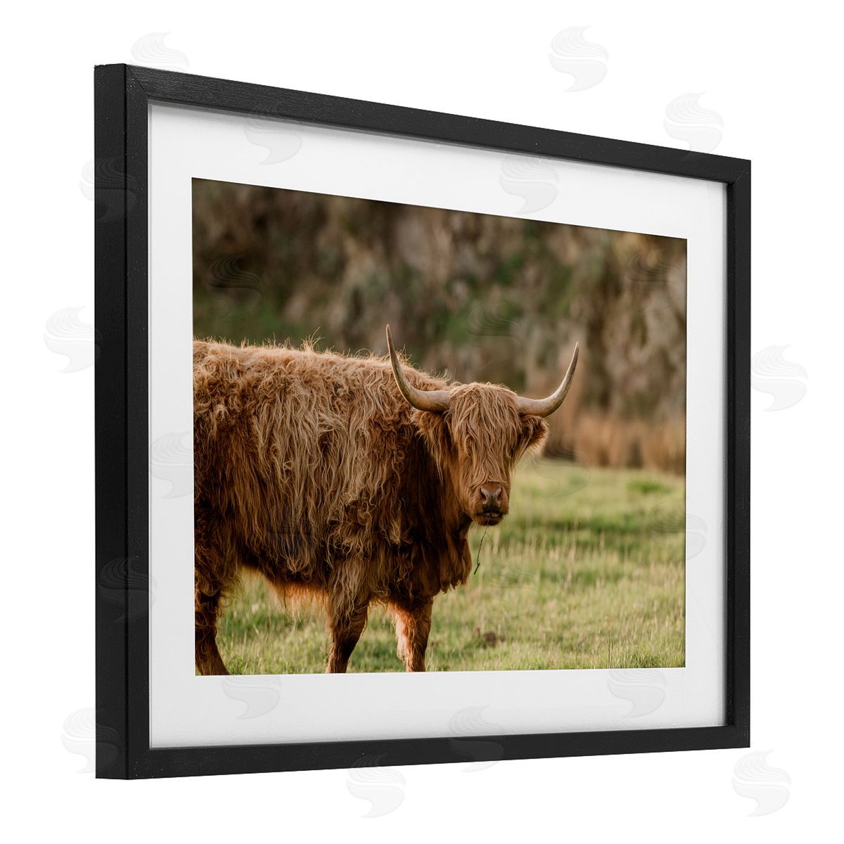 Crystal Lynn Collins Scottish Highland Grazing Canvas Wall Art Print