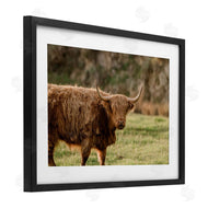 Crystal Lynn Collins | Scottish Highland Grazing