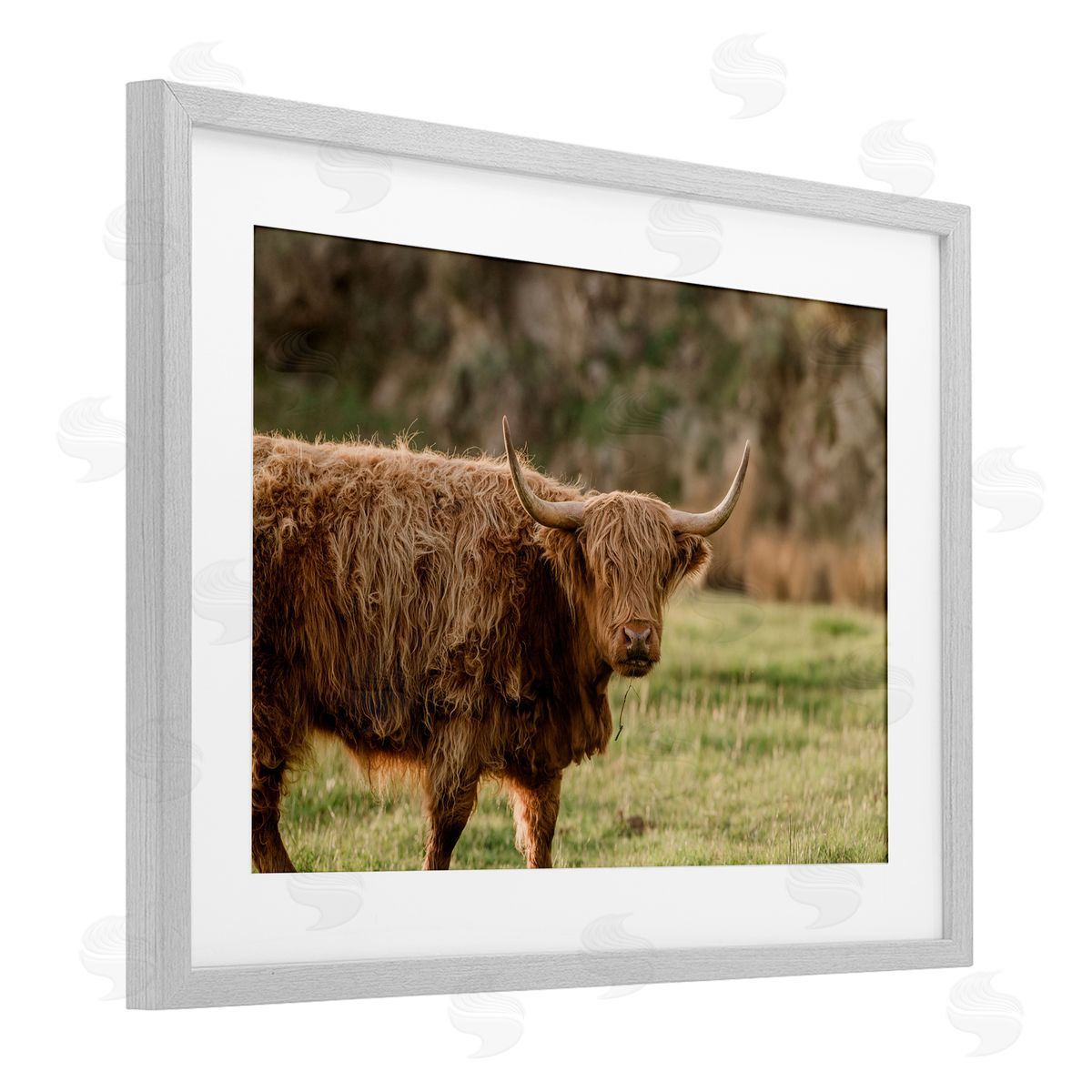 Crystal Lynn Collins Scottish Highland Grazing Canvas Wall Art Print