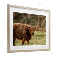 Crystal Lynn Collins | Scottish Highland Grazing