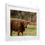 Crystal Lynn Collins | Scottish Highland Grazing