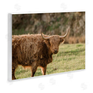 Crystal Lynn Collins | Scottish Highland Grazing