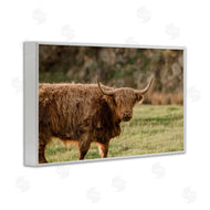 Crystal Lynn Collins | Scottish Highland Grazing