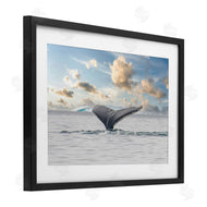 Richard Silver | Antarctica Whale Tail