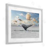 Richard Silver | Antarctica Whale Tail