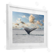Richard Silver | Antarctica Whale Tail