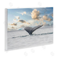 Richard Silver | Antarctica Whale Tail