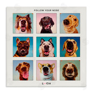 Lucia Heffernan | Follow Your Nose Dogs