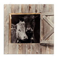 Sophie 6 | Best Friends Barn Cows