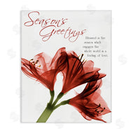 Albert Koetsier | Season's Greetings Holiday Amaryllis