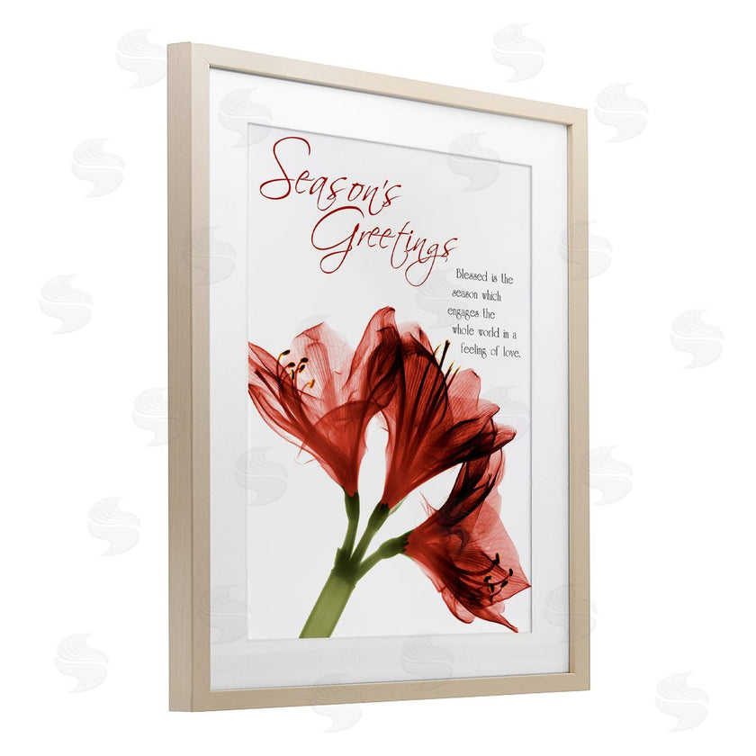 Albert Koetsier | Season's Greetings Holiday Amaryllis