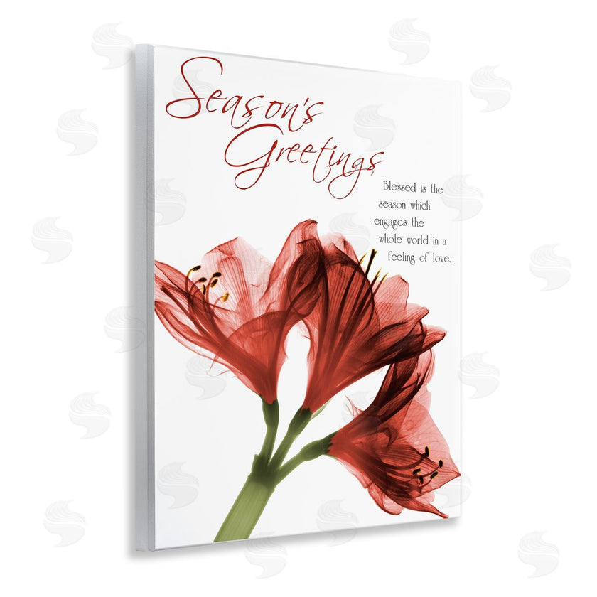 Albert Koetsier | Season's Greetings Holiday Amaryllis