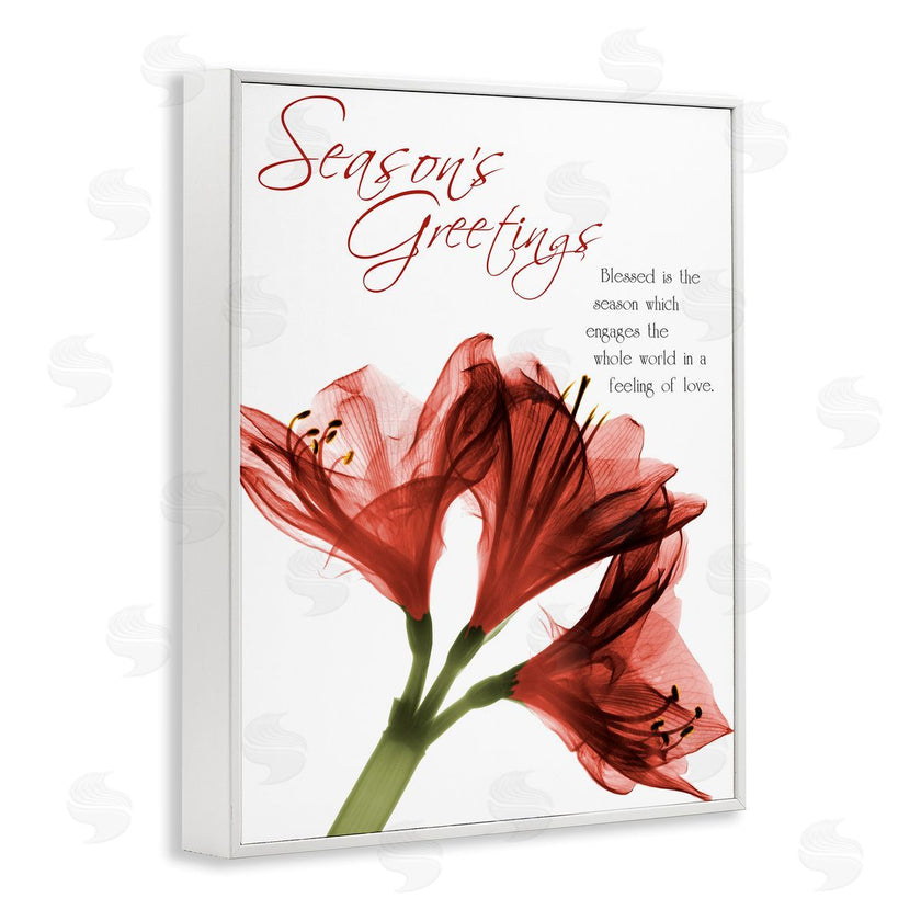 Albert Koetsier | Season's Greetings Holiday Amaryllis