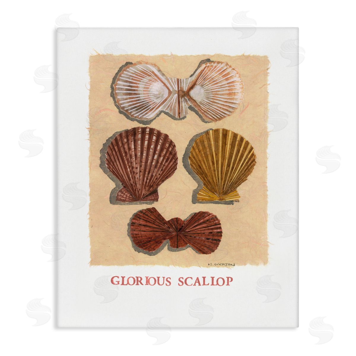 Nancy Overton Glorious Scallop Shells Canvas Wall Art Print