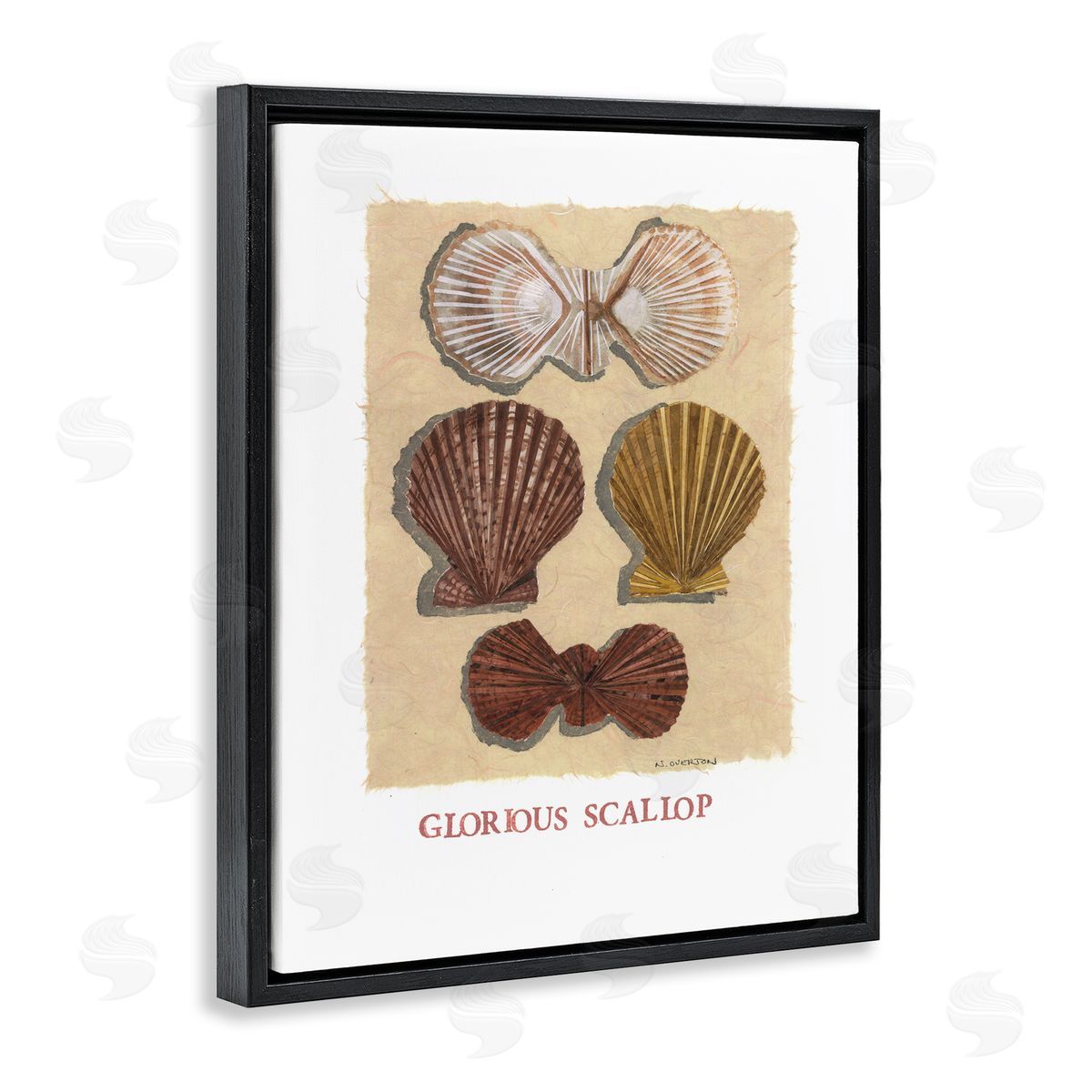 Nancy Overton Glorious Scallop Shells Canvas Wall Art Print