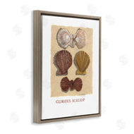 Nancy Overton | Glorious Scallop Shells
