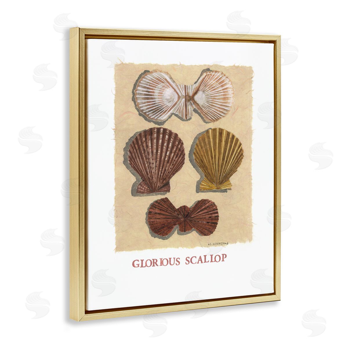Nancy Overton Glorious Scallop Shells Canvas Wall Art Print