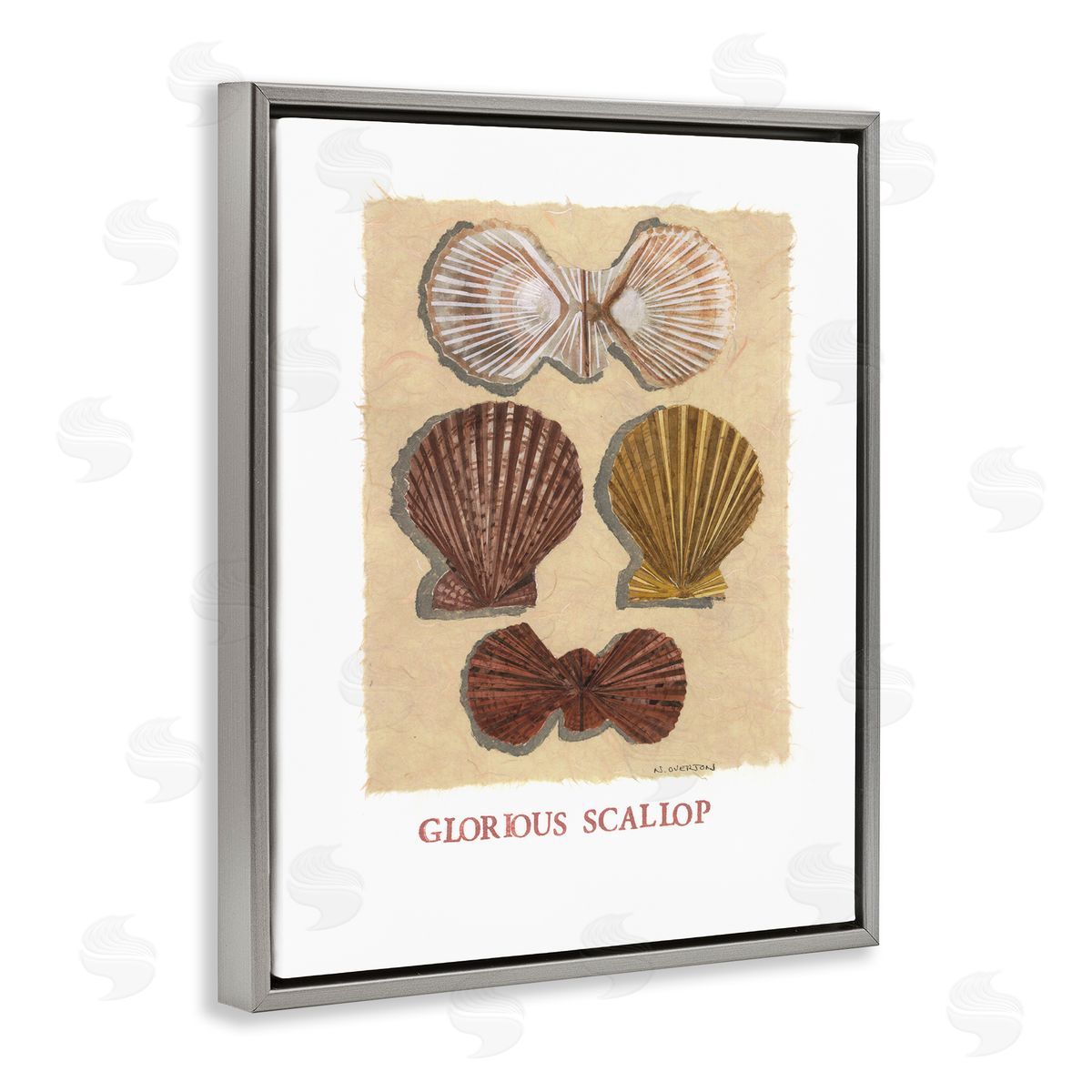Nancy Overton Glorious Scallop Shells Canvas Wall Art Print
