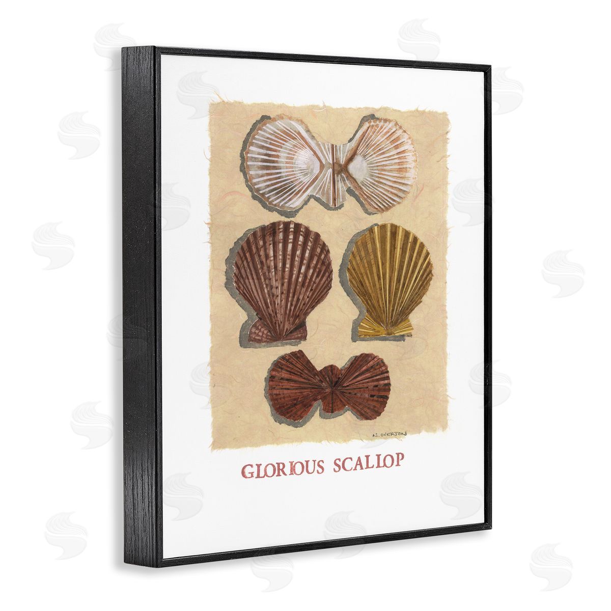 Nancy Overton Glorious Scallop Shells Canvas Wall Art Print
