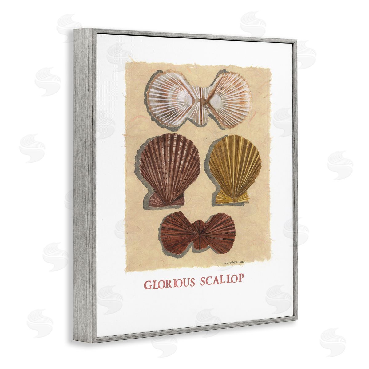 Nancy Overton Glorious Scallop Shells Canvas Wall Art Print