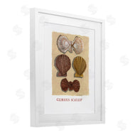Nancy Overton | Glorious Scallop Shells