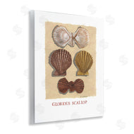 Nancy Overton | Glorious Scallop Shells