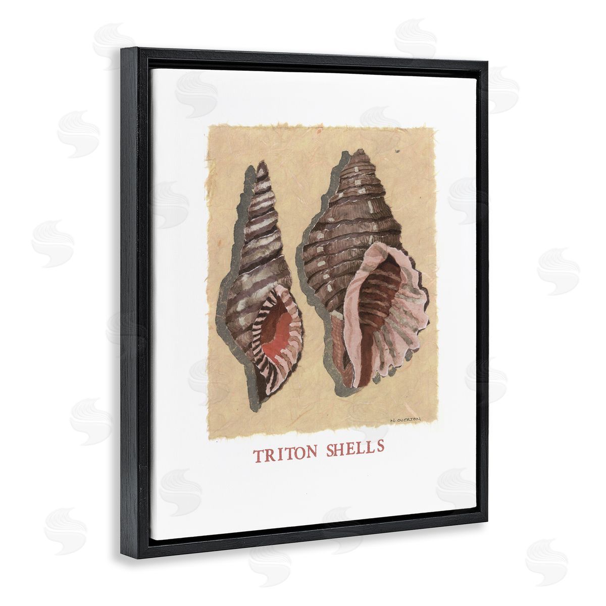 Nancy Overton Triton Shell Pair Canvas Wall Art Print