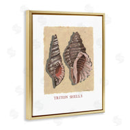 Nancy Overton | Triton Shell Pair