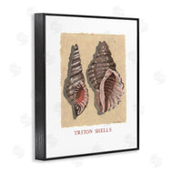 Nancy Overton | Triton Shell Pair