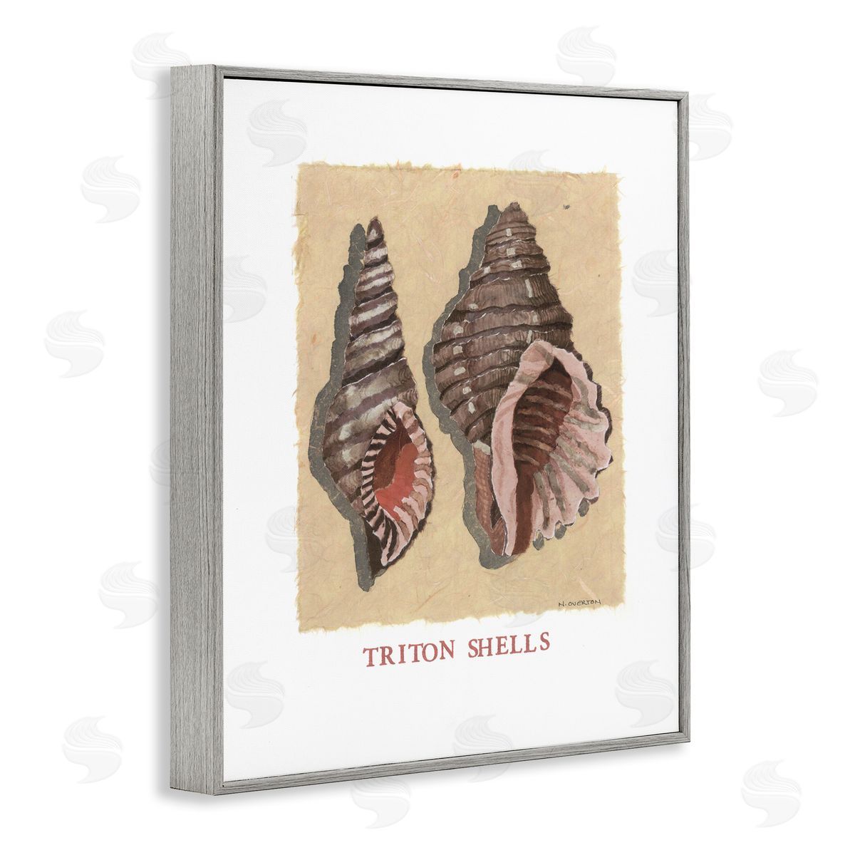 Nancy Overton Triton Shell Pair Canvas Wall Art Print
