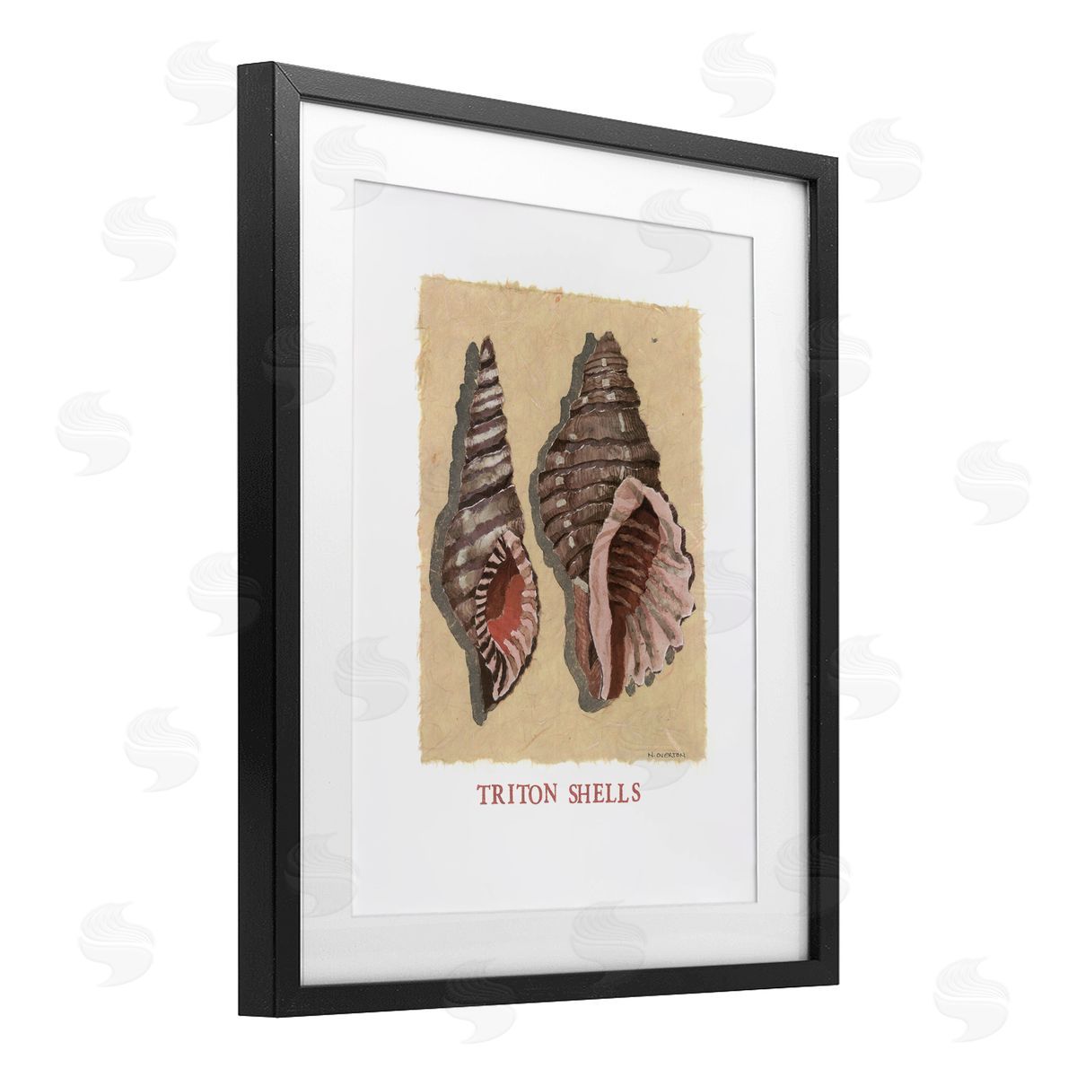 Nancy Overton Triton Shell Pair Canvas Wall Art Print