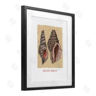 Nancy Overton | Triton Shell Pair
