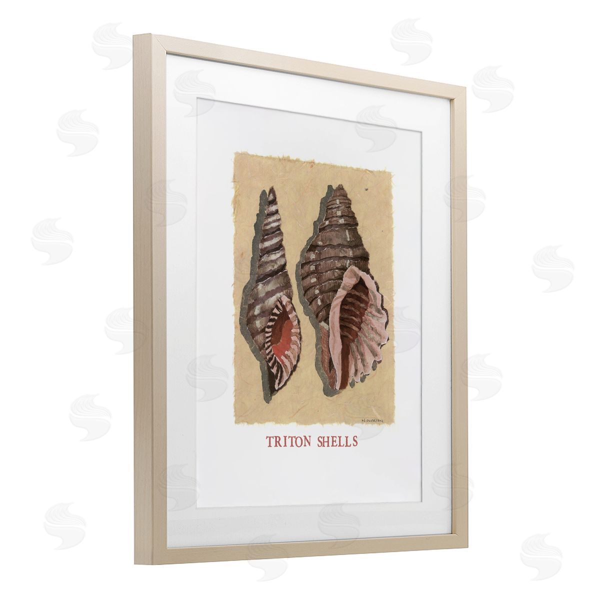 Nancy Overton Triton Shell Pair Canvas Wall Art Print