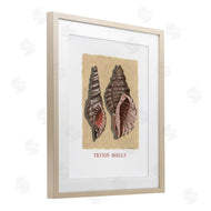 Nancy Overton | Triton Shell Pair