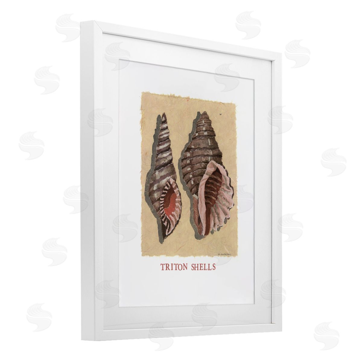 Nancy Overton Triton Shell Pair Canvas Wall Art Print