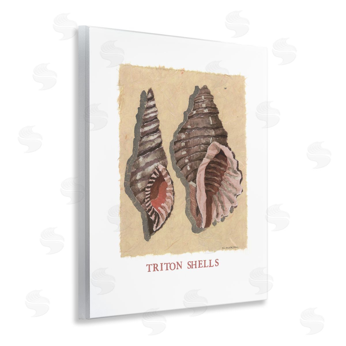 Nancy Overton Triton Shell Pair Canvas Wall Art Print