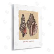 Nancy Overton | Triton Shell Pair