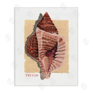 Nancy Overton | Nautical Triton Shell